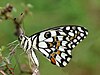 Common Lime Butterfly Papilio demoleus by Kadavoor.JPG