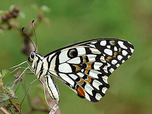 Papilio demoleus гёбелек, Кадавур, Керала, Индия