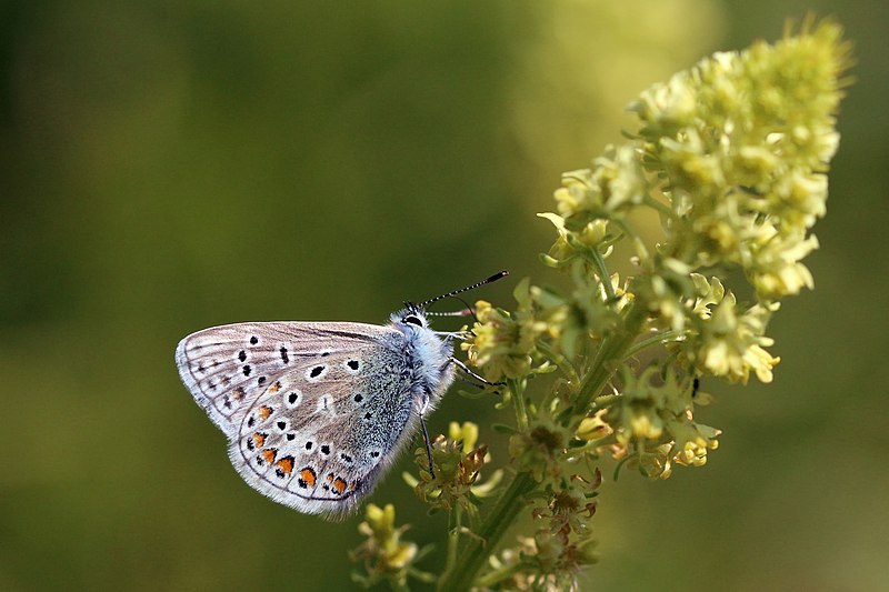 File:Common blue (Polyommatus icarus) male underside 3.jpg