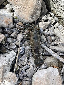 Conchas Crayfish imported from iNaturalist photo 123045129 on 24 October 2023.jpg