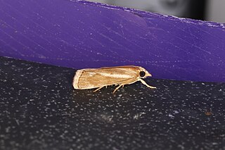 <i>Conocrambus</i> genus of insects