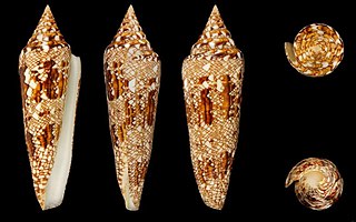 <i>Conus bengalensis</i> species of mollusc