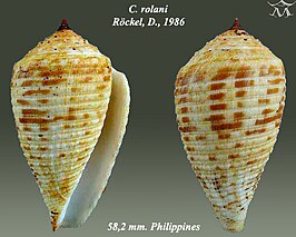 Conus rolani