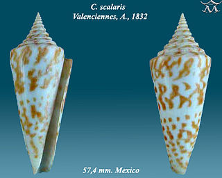 <i>Conus scalaris</i> Species of sea snail