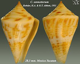 Conus sennottorum