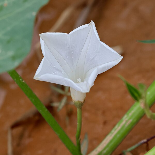 File:Convolvulaceae (Brunei) 04.jpg