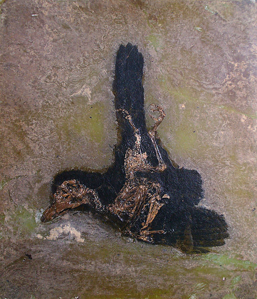 File:Coraciiformes 01.jpg