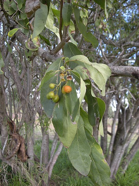 Tập_tin:Cordia_sinensis.jpg