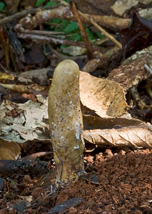 Cordyceps gunnii.jpg