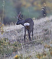 Category:Capreolus capreolus (male) - Wikimedia Commons