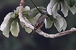 Vorschaubild für Nördliche Prachtkotinga