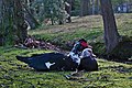 * Nomination Couple of muscovy ducks (cairina moschata, male in the foreground) in molenvijverpark, Genk, Belgium (DSCF3031) --Trougnouf 20:22, 2 February 2018 (UTC) * Promotion Clearly oversharpened, you see the artifacts on feathers and the blurred parts of the image? Please try to fix although I'm not sure if the result will be good enough. --Basotxerri 16:23, 8 February 2018 (UTC)}  Done, thank you for your review! I applied a stronger and softer denoising, non-local means' sharpest setting tends to create artifacts which I didn't notice then. I can still take down the wavelets sharpening if you think that's necessary still, I think it looks nicer and has minimal negative effect but it's not required. --Trougnouf 19:05, 8 February 2018 (UTC)  Weak support Look at the beak, it still seems a bit oversharpened. --Basotxerri 15:59, 9 February 2018 (UTC) I have no idea why that happened, the weird beak edge persists even if I disable sharpening and denoising altogether. I made a mask around the beak to mitigate the problem as much as possible, also restored the head which was missing details because of denoising. --Trougnouf 20:43, 9 February 2018 (UTC)