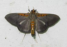 Crambidae-Filodes costivitralis.jpg