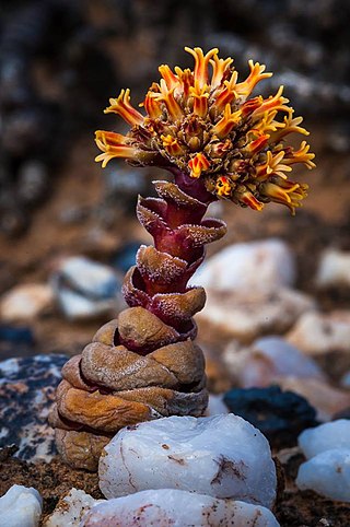 <i>Crassula columnaris</i> Succulent endemic to the Cape Provinces