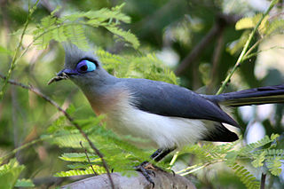 Crested coua Species of bird