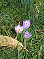 Crocus tommasinianus