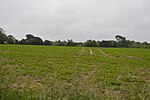 Thumbnail for File:Cropland - geograph.org.uk - 5194474.jpg