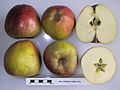 Cross section of Lord Hindlip, National Fruit Collection (acc. 1957-176).jpg