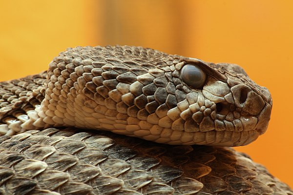 Closeup of the head at the Zoological Garden, Ulm, Germany