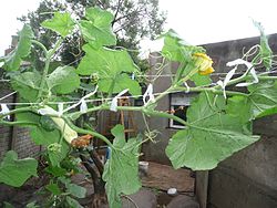 Mboga-refu (Cucurbita moschata)