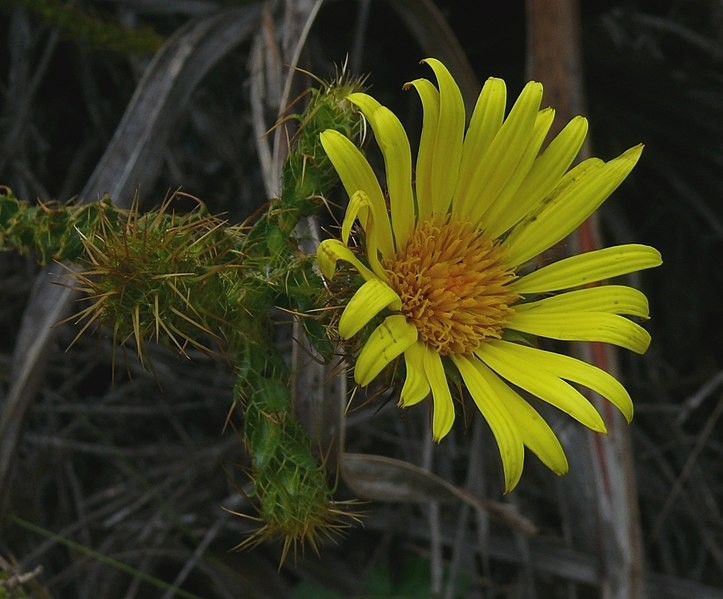 File:Cullumia ciliaris 15107670.jpg