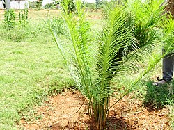 Cycas beddomei 03.jpg