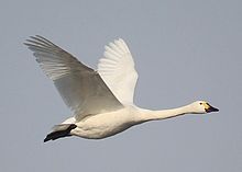 Cygne siffleur(Cygnus columbianus).