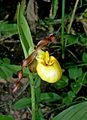 Cypripedium parviflorum var. makasin flower