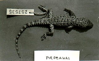 <span class="mw-page-title-main">Salt Range gecko</span> Species of lizard