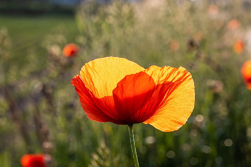 File:Dülmen, Fröbelstraße, Mohn am Feldrand -- 2021 -- 9196.jpg