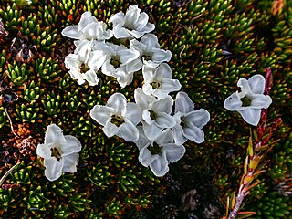 <i>Dracophyllum minimum</i> Species of plant