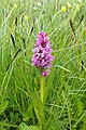 Dactylorhiza salina