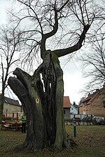 DahlewitzBaum.jpg