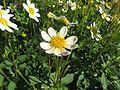 Dahlia 'Topmix White'