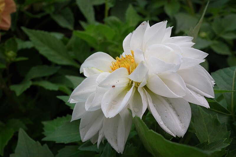 File:Dahlia at Lalbagh flowershow aug2011 7061.JPG