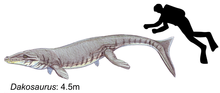 Size of D. maximus Dakosaurus maximus.png