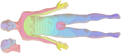 Dermatomes unlabeled, male front 3d-shaded lying