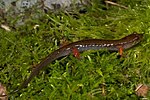 Thumbnail for Imitator salamander