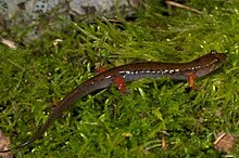 Desmognathus imitator.jpg