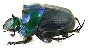 Gambar mini seharga Onthophagus thomsoni