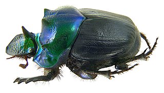 <i>Diastellopalpus</i> Genus of beetles