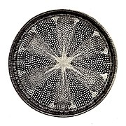Diatoms have glass shells (frustules) and produce much of the world's oxygen.