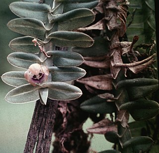 <i>Dichaea</i> Genus of orchids