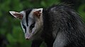 Didelphis albiventris (Lund, 1840) (3453285470).jpg