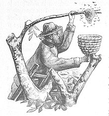 Depiction of a beekeeper wearing protective equipment while handling bees Die Gartenlaube (1897) b 476 1.jpg