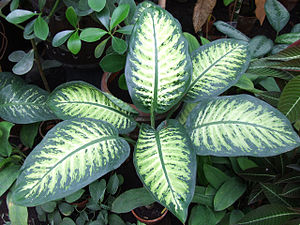 Dieffenbachia bauseii a1.jpg