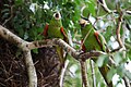 Papagäi dal Pantanal Matogrossense.