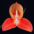 Disa uniflora