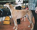 English Greyhound, red & white