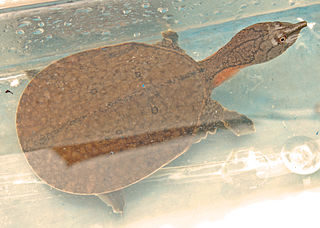 Malayan softshell turtle species of reptile